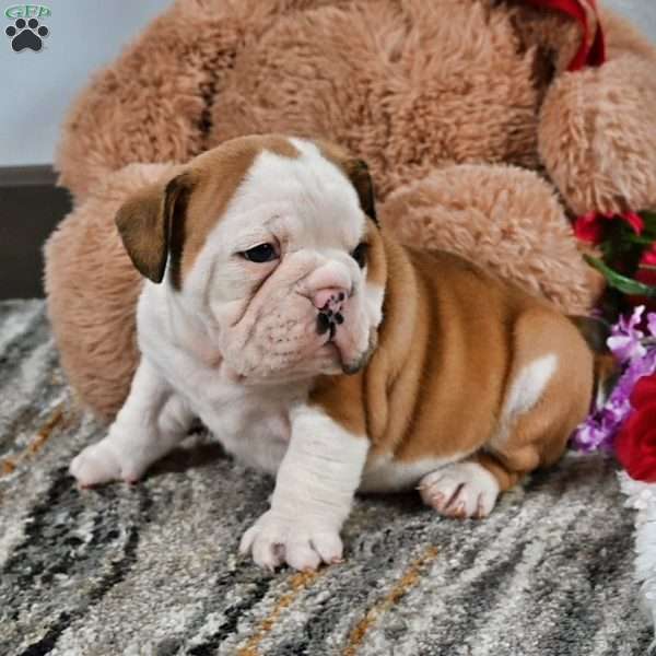 Earl, English Bulldog Puppy